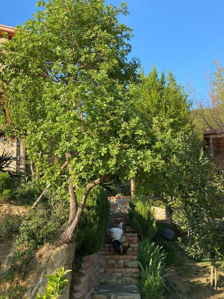 Bujtina Salko Mucaj Exterior foto